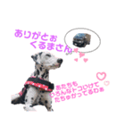 それいけ！MyAce！レジ君！時々わんず（個別スタンプ：6）