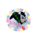 それいけ！MyAce！レジ君！時々わんず（個別スタンプ：7）