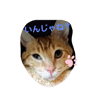 茶色ねこ。（個別スタンプ：2）