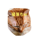 茶色ねこ。（個別スタンプ：4）