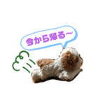 きゅんまる100％ vol.2（個別スタンプ：12）
