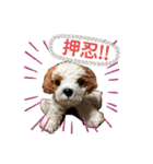 きゅんまる100％ vol.2（個別スタンプ：15）