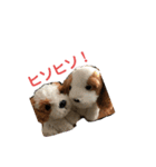 きゅんまる100％ vol.2（個別スタンプ：17）