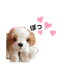 きゅんまる100％ vol.2（個別スタンプ：22）