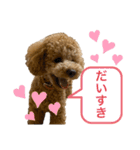 トイプードル♡emma（個別スタンプ：4）