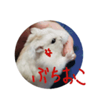 ハムスターのしろとくろ（個別スタンプ：6）