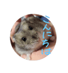 ハムスターのしろとくろ（個別スタンプ：11）