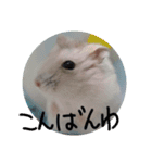 ハムスターのしろとくろ（個別スタンプ：12）