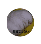 ハムスターのしろとくろ（個別スタンプ：14）