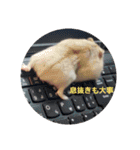 ハムスターのしろとくろ（個別スタンプ：16）