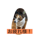 みんなでニコニコ（個別スタンプ：12）