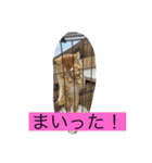 みんなでニコニコ（個別スタンプ：23）