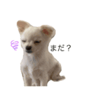 白チワワのモコしゃん（個別スタンプ：1）