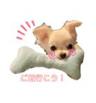 白チワワのモコしゃん（個別スタンプ：2）
