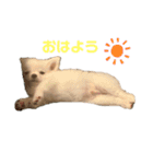 白チワワのモコしゃん（個別スタンプ：4）