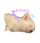 白チワワのモコしゃん（個別スタンプ：5）