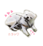 白チワワのモコしゃん（個別スタンプ：7）