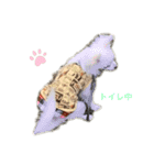 白チワワのモコしゃん（個別スタンプ：9）