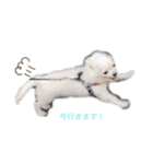白チワワのモコしゃん（個別スタンプ：11）