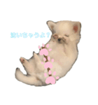 白チワワのモコしゃん（個別スタンプ：14）