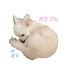 白チワワのモコしゃん（個別スタンプ：16）