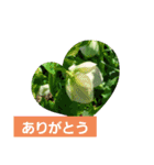 hanaごころ2（個別スタンプ：6）