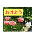 hanaごころ2（個別スタンプ：11）