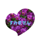 hanaごころ2（個別スタンプ：15）