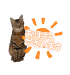 うちのねこ様【日常用語】（個別スタンプ：1）