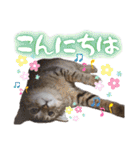 うちのねこ様【日常用語】（個別スタンプ：2）