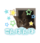 うちのねこ様【日常用語】（個別スタンプ：3）
