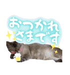 うちのねこ様【日常用語】（個別スタンプ：4）