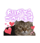 うちのねこ様【日常用語】（個別スタンプ：5）