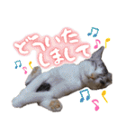 うちのねこ様【日常用語】（個別スタンプ：6）