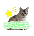 うちのねこ様【日常用語】（個別スタンプ：7）