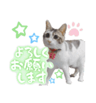 うちのねこ様【日常用語】（個別スタンプ：8）