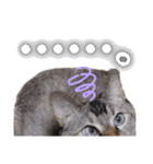 うちのねこ様【日常用語】（個別スタンプ：9）