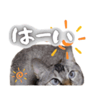 うちのねこ様【日常用語】（個別スタンプ：10）