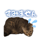うちのねこ様【日常用語】（個別スタンプ：11）