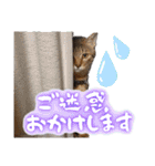 うちのねこ様【日常用語】（個別スタンプ：12）