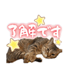 うちのねこ様【日常用語】（個別スタンプ：13）