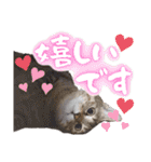 うちのねこ様【日常用語】（個別スタンプ：14）