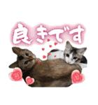 うちのねこ様【日常用語】（個別スタンプ：15）