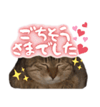 うちのねこ様【日常用語】（個別スタンプ：16）