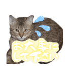 うちのねこ様【日常用語】（個別スタンプ：17）