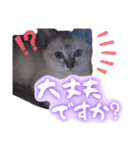 うちのねこ様【日常用語】（個別スタンプ：19）
