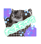 うちのねこ様【日常用語】（個別スタンプ：20）