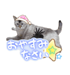 うちのねこ様【日常用語】（個別スタンプ：22）