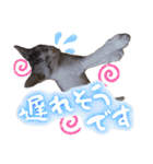 うちのねこ様【日常用語】（個別スタンプ：24）