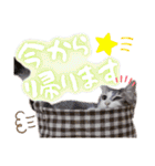 うちのねこ様【日常用語】（個別スタンプ：25）